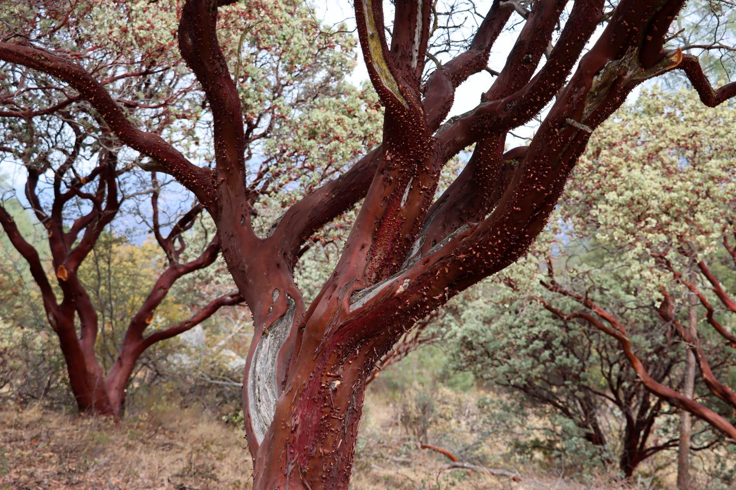 1 Stillmeadow Lane, Oakhurst, CA 93644