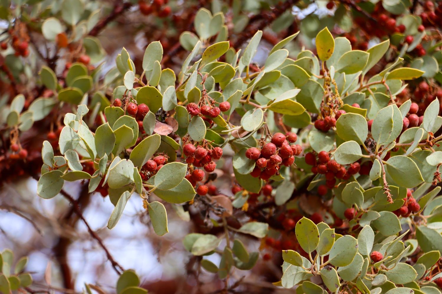 1 Stillmeadow Lane, Oakhurst, CA 93644