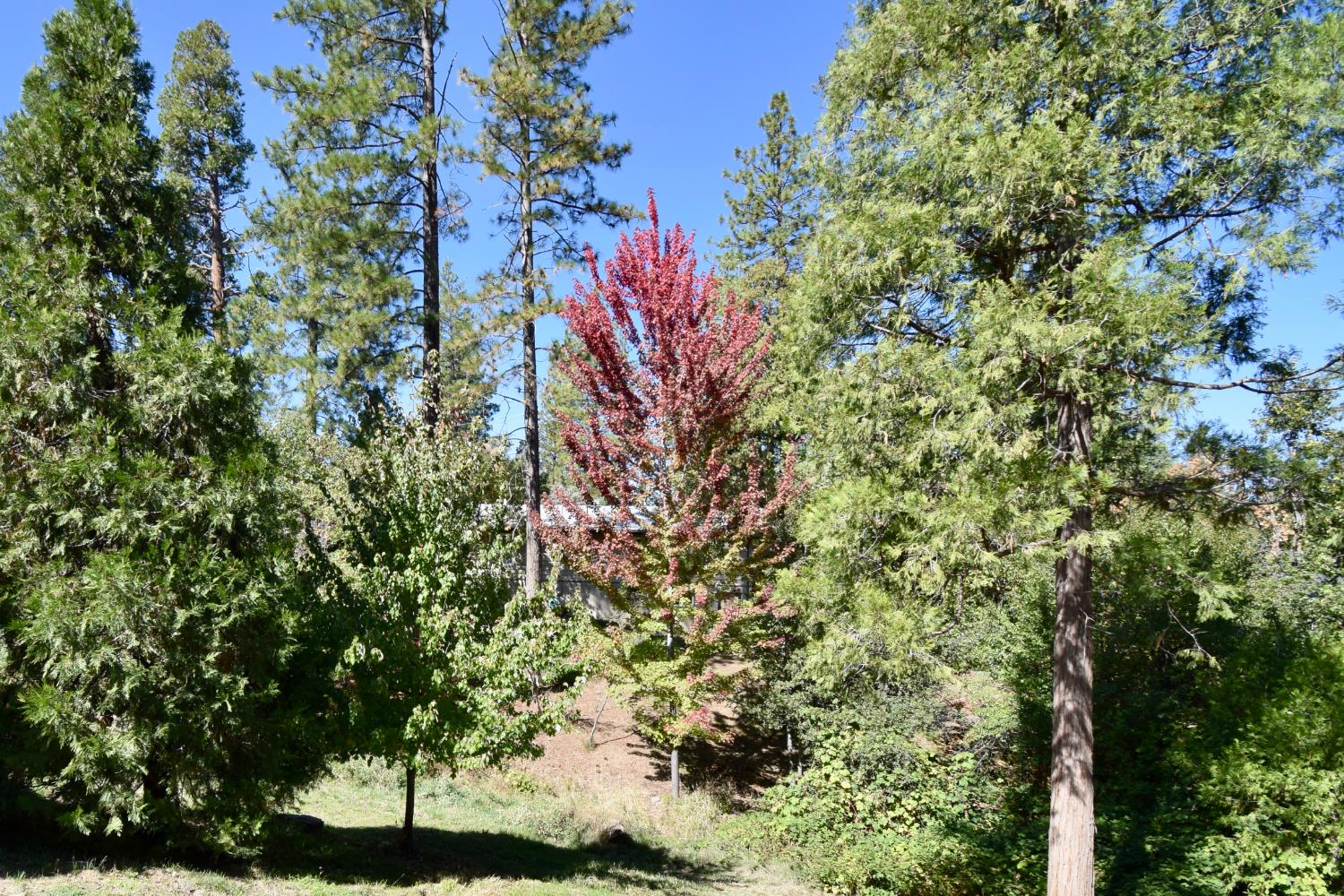 39314 Manzanita Dr, Oakhurst, CA 93644